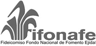 logo fifonafe gris.jpg